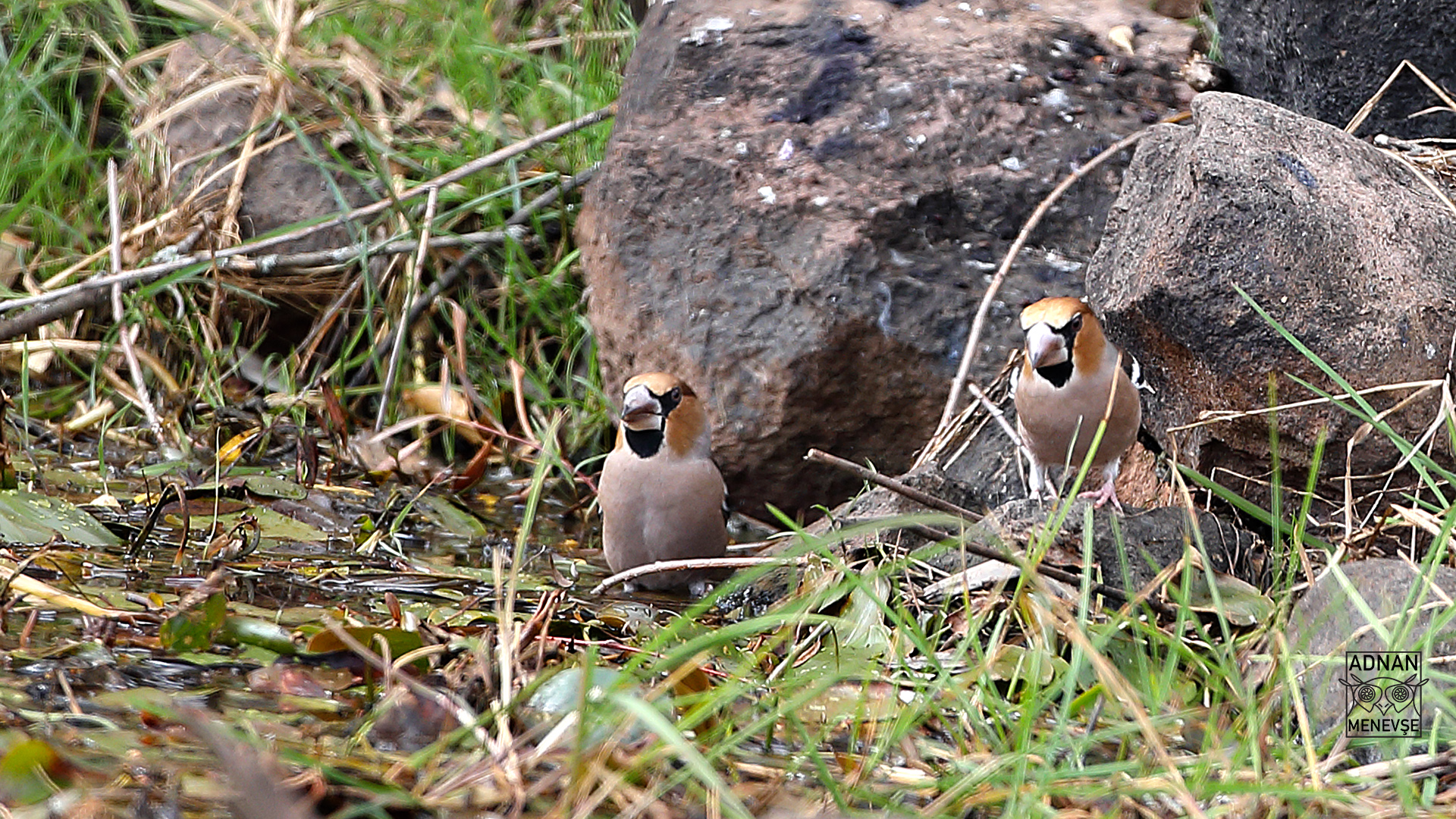 Hawfinch